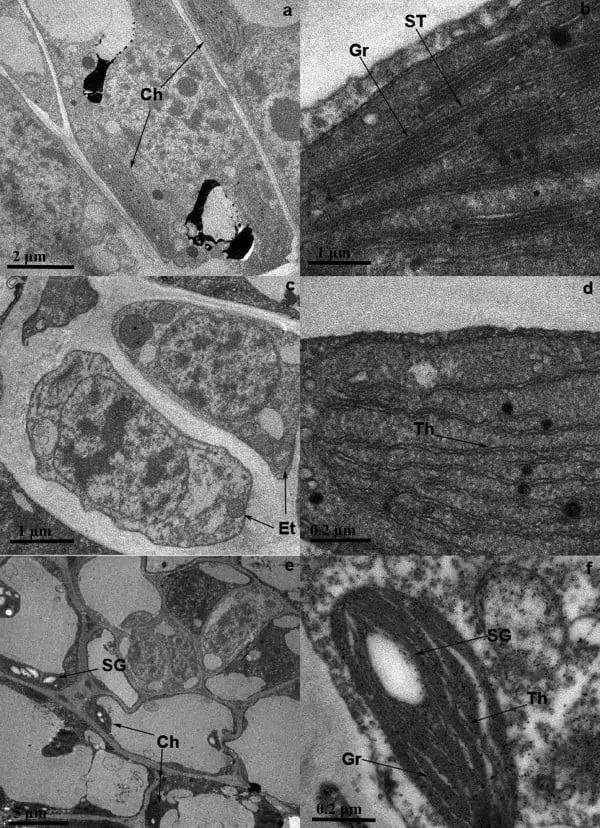 Mikrofotografia komórek liści Anji Bai Cha na trzech stadium rozwoju: a, b – «żółto-zielona» , c, d – biała, e, f – zielona. Ch – chloroplast; Et – etioplast; Th – tylakoid Gr – grana; ST – stroma; SG – ziarno skrobi.