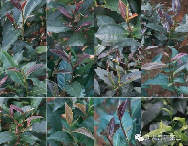 Jedenaście odmian Zi Ya Cha. Wyraźnie widoczne są różnice w kształcie i ząbkowaniu liści. Na dwunastym kwadracie - 'standardowa' zielona herbata dla porównania.