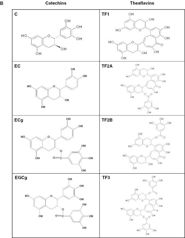 Struktury chemiczne kwasu taninowego, katechin i teaflawin.