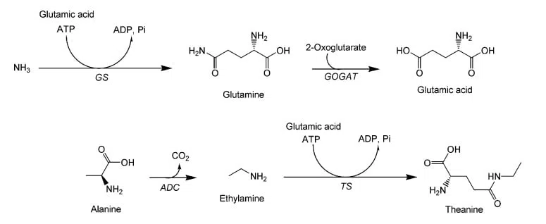 Biosynteza L-teaniny