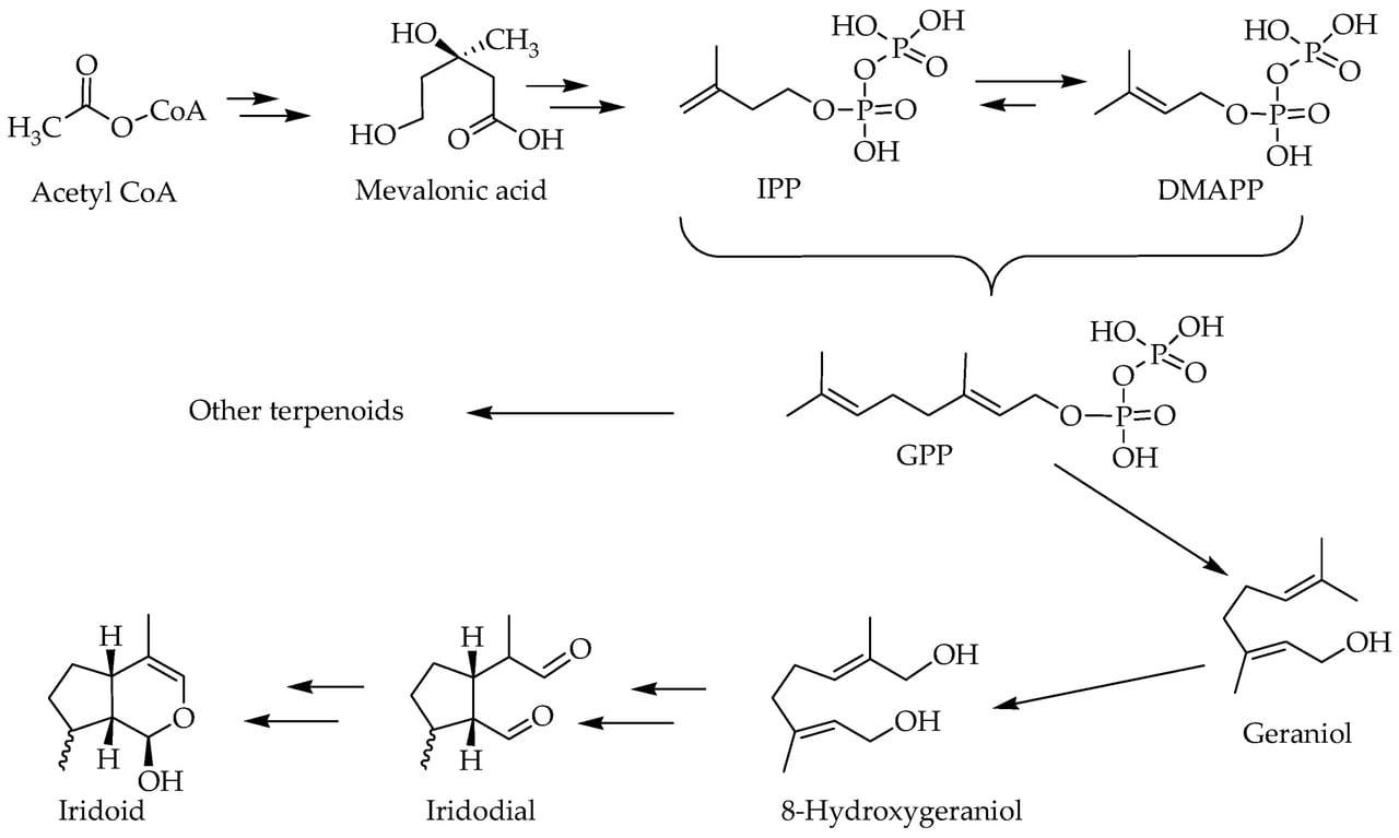 Biosynteza geraniol