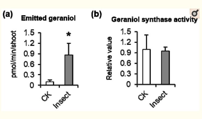Produkcja geraniolu (po lewej) i aktywność syntetazy (po prawej)