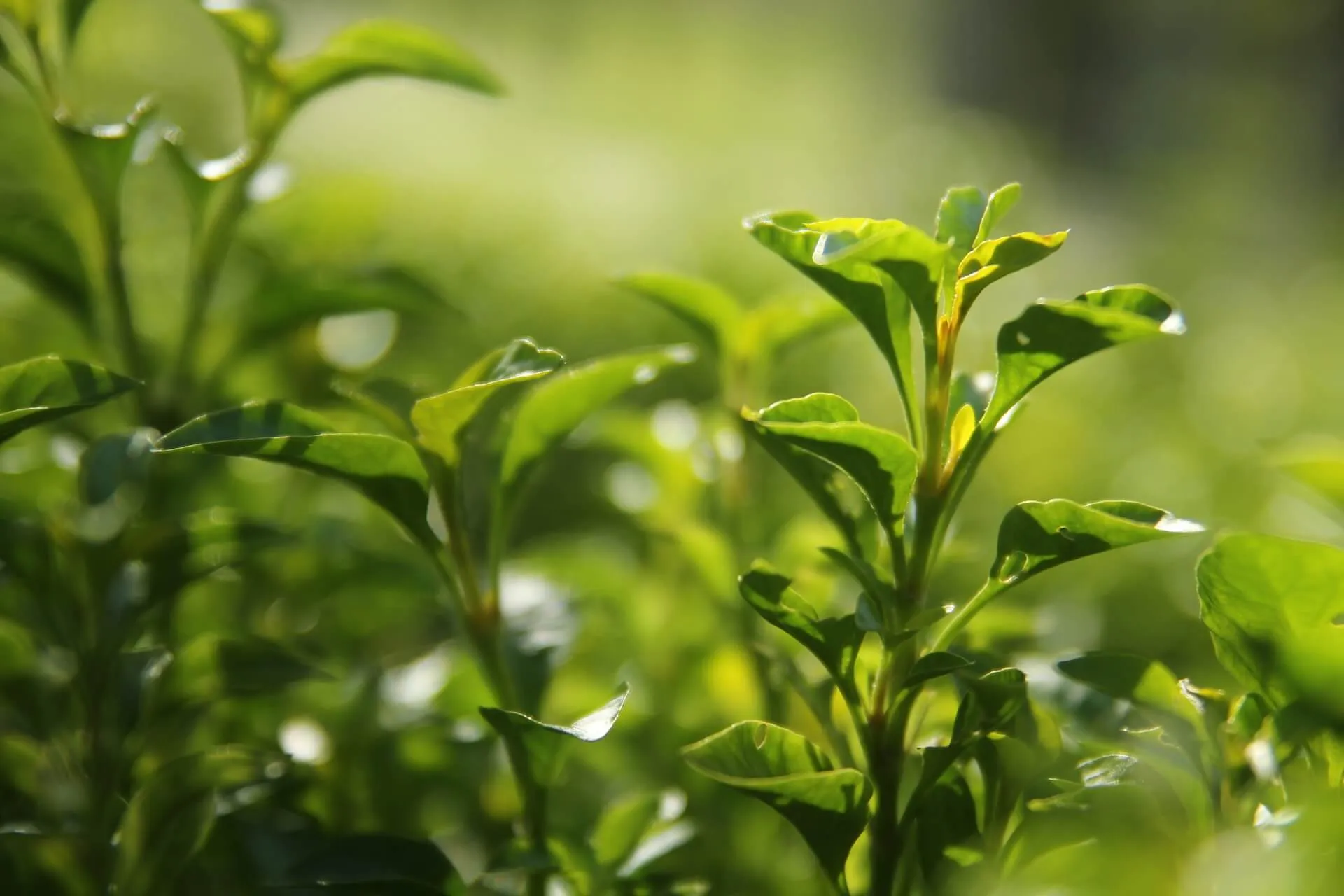 Wpływ metody przetwarzania i odmiany krzewu herbacianego na charakterystykę aromatu herbaty oolong